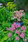 USA, Washington State, Sammamish. pink Astilbe and Caladium plants in garden Art Print